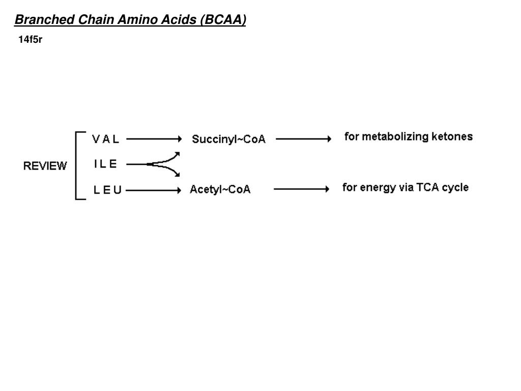 PPT - Branched Chain Amino Acids (BCAA) PowerPoint Presentation, free ...