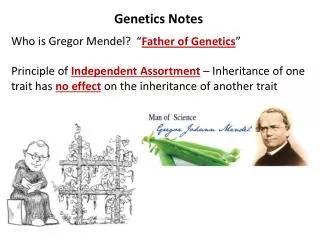 Genetics Notes Who is Gregor Mendel?