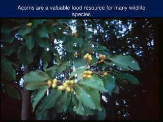 Acorns are a valuable food resource for many wildlife species