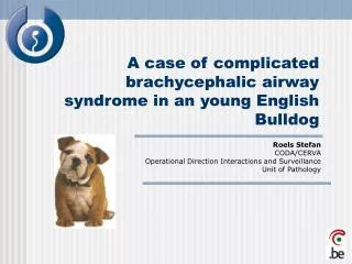 A case of complicated brachycephalic airway syndrome in an young English Bulldog