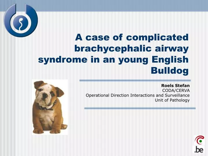 a case of complicated brachycephalic airway syndrome in an young english bulldog