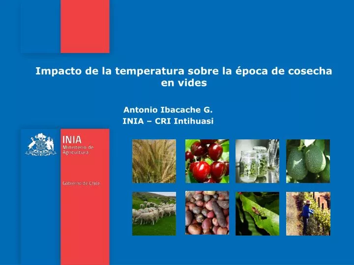 impacto de la temperatura sobre la poca de cosecha en vides