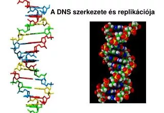 a dns szerkezete s replik ci ja