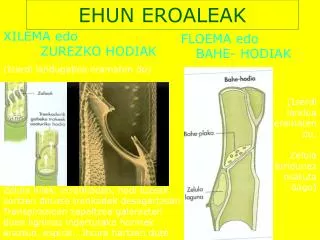 ehun eroaleak