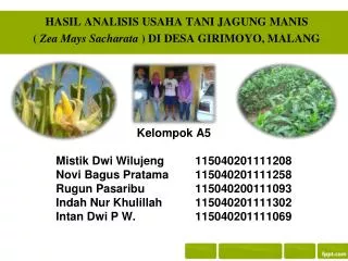 hasil analisis usaha tani jagung manis zea mays sacharata di desa girimoyo malang