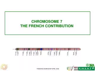 CHROMOSOME 7 THE FRENCH CONTRIBUTION