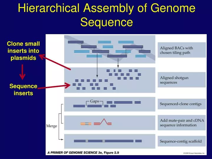 hierarchical assembly of genome sequence
