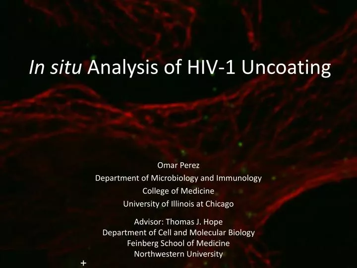 in situ analysis of hiv 1 uncoating