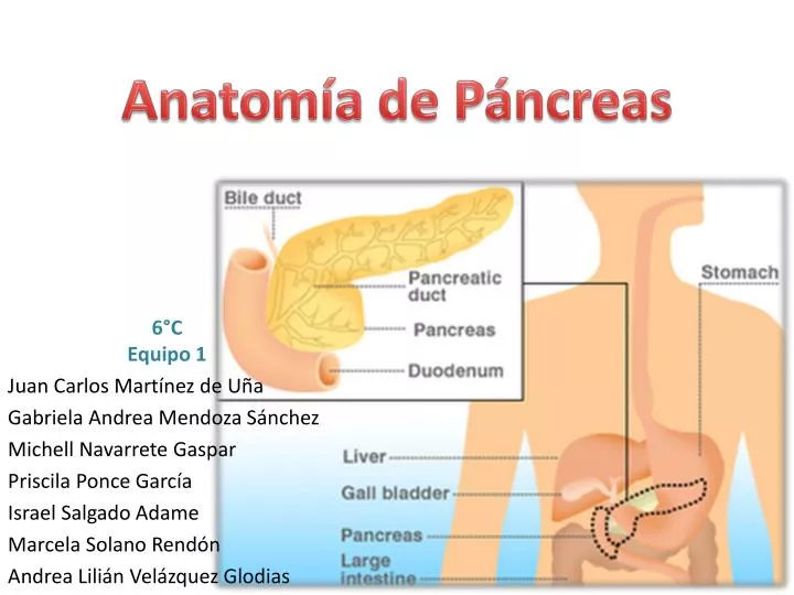 anatom a de p ncreas