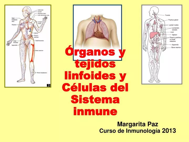 rganos y tejidos linfoides y c lulas del sistema inmune