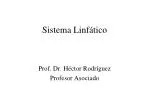 Sistema Linfático - slide 1
