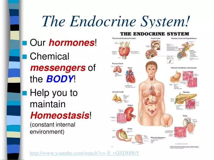 the endocrine system