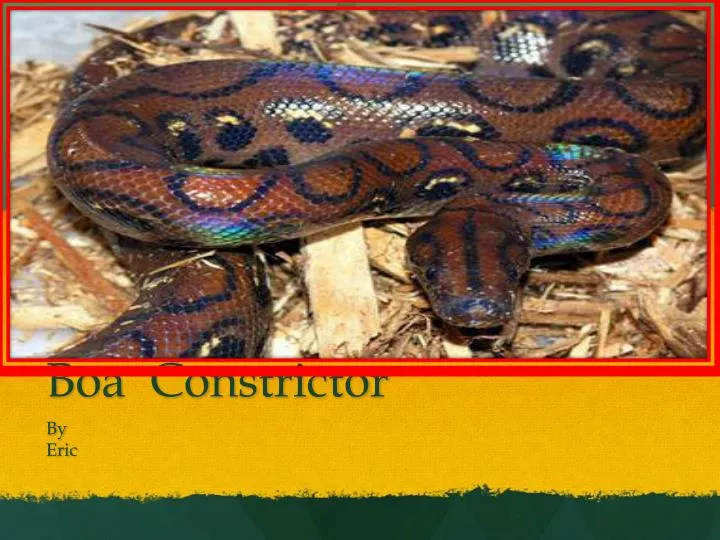 boa constrictor