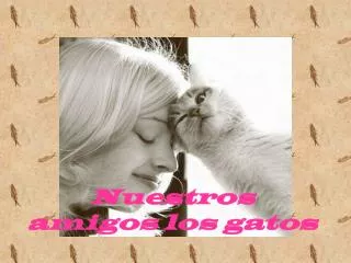 nuestros amigos los gatos