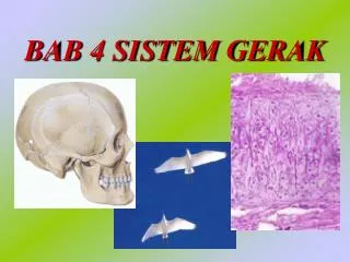 bab 4 sistem gerak