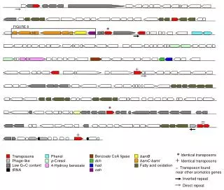 Transposons Phage-like Low G+C content tRNA