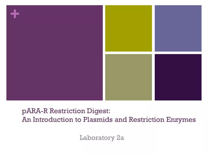 para r restriction digest an introduction to plasmids and restriction enzymes