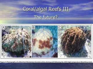 Coral/algal Reefs III