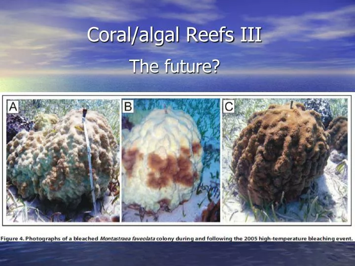 coral algal reefs iii