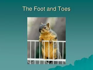 The Foot and Toes