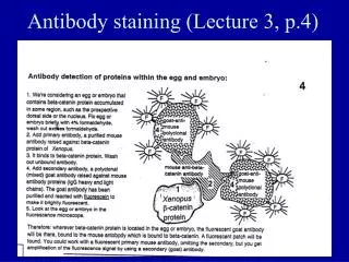 Antibody staining (Lecture 3, p.4)