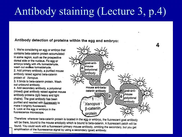 antibody staining lecture 3 p 4