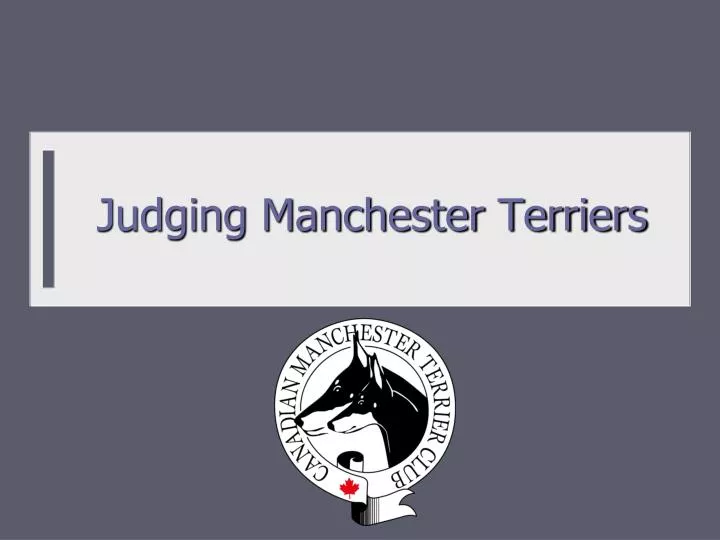 judging manchester terriers