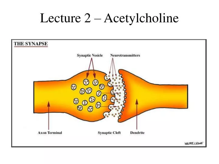 lecture 2 acetylcholine