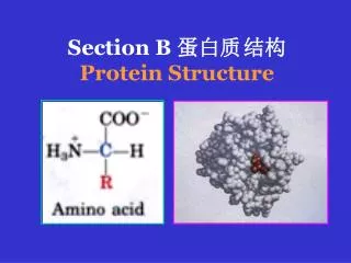 Section B ???	?? Protein Structure