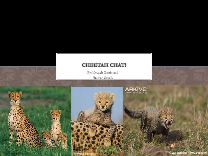 cheetah chat
