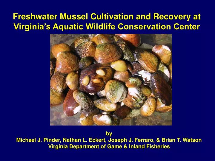 freshwater mussel cultivation and recovery at virginia s aquatic wildlife conservation center