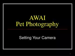 AWAI Pet Photography