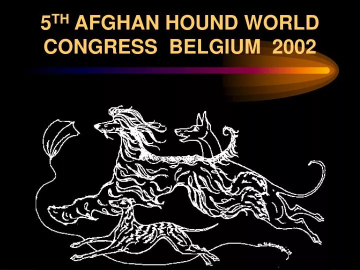 5 th afghan hound world congress belgium 2002