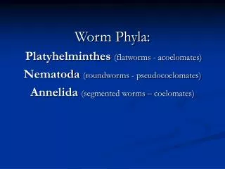 Worm Phyla: Platyhelminthes (flatworms - acoelomates) Nematoda (roundworms - pseudocoelomates)