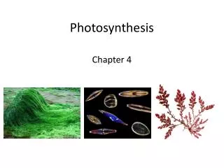 Photosynthesis