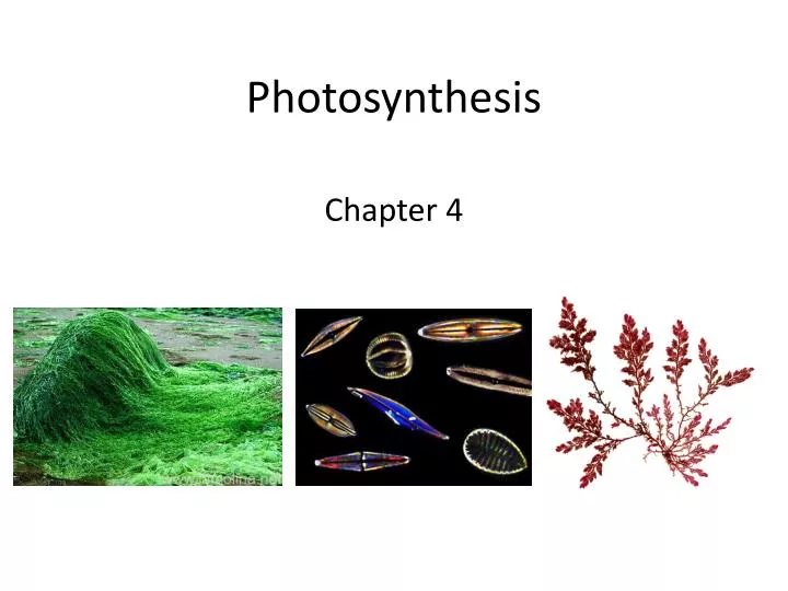 photosynthesis