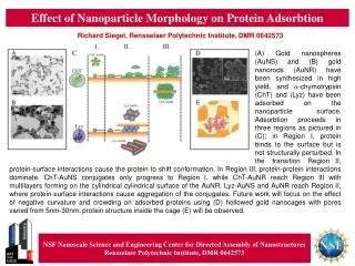 Effect of Nanoparticle Morphology on Protein Adsorbtion