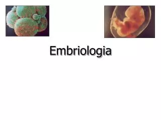 embriologia