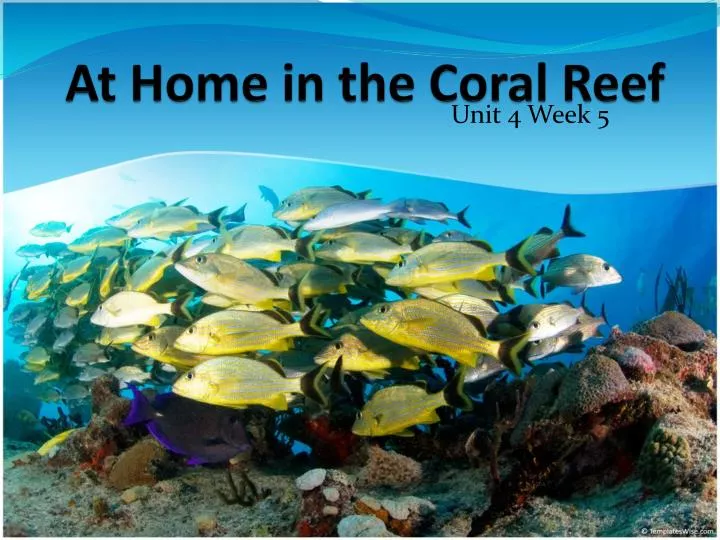 at home in the coral reef