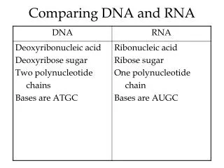 Comparing DNA and RNA