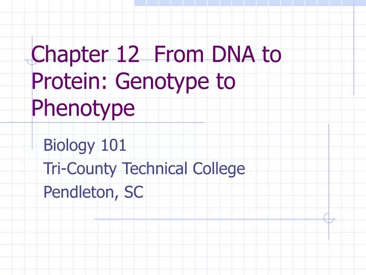 chapter 12 from dna to protein genotype to phenotype