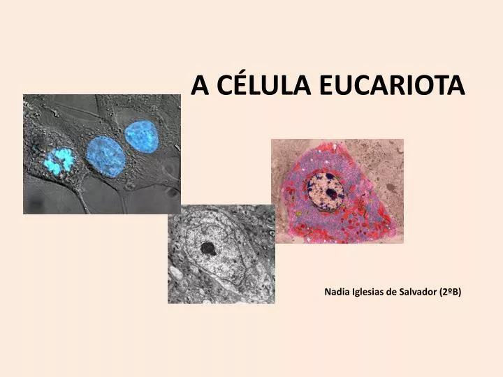 a c lula eucariota