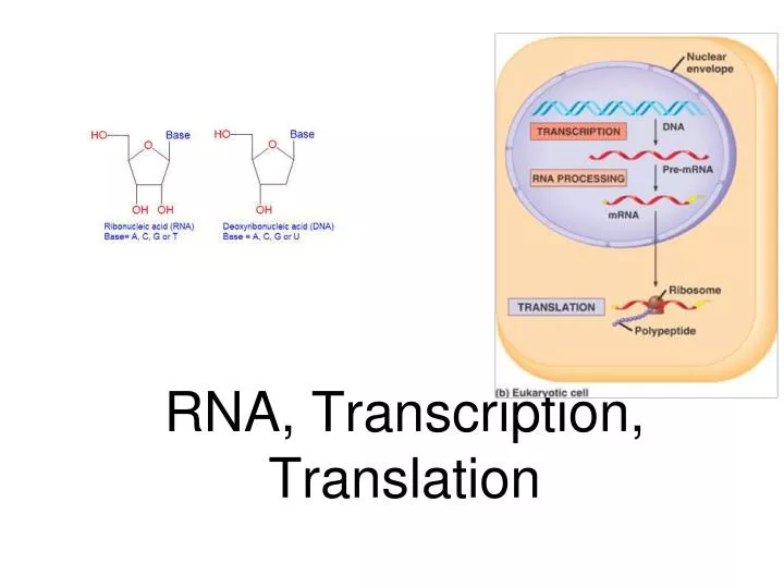 rna transcription translation
