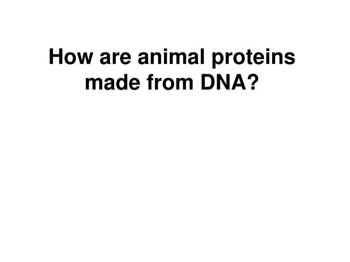 how are animal proteins made from dna