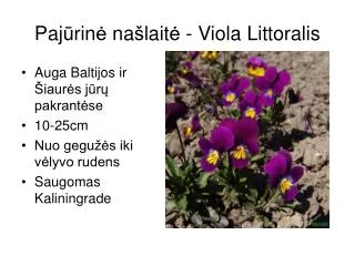 paj rin na lait viola littoralis