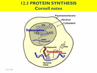 12.3 PROTEIN SYNTHESIS Cornell notes