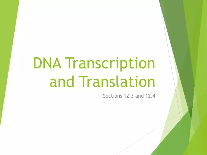 dna transcription and translation