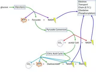 G lycolysis