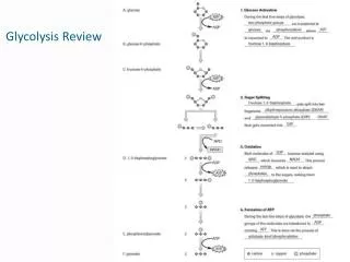 Glycolysis Review
