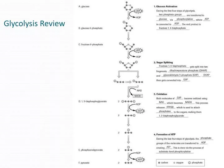 glycolysis review